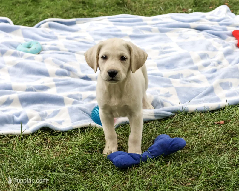 AKC Rambo – Labrador Retriever puppy for sale in Syracuse, IN