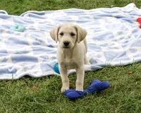 AKC Rambo, a male Labrador Retriever for sale in Syracuse, IN – 1 of 5