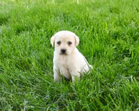 AKC Tinkerbell , a female Labrador Retriever for sale in Syracuse, IN – 2 of 6