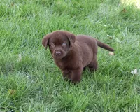 AKC Mabel, a female Labrador Retriever for sale in Syracuse, IN – 4 of 5