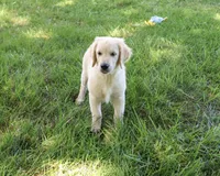 AKC Gilbert, a male Golden Retriever for sale in Syracuse, IN – 8 of 10