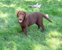 AKC Coco, a female Labrador Retriever for sale in Syracuse, IN – 3 of 10