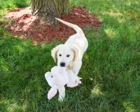 AKC Cecily, a female English Cream Golden Retriever for sale in Syracuse, IN – 1 of 10