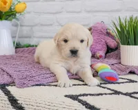 AKC Virginia , a female Golden Retriever for sale in Syracuse, IN – Photo 3 of 6