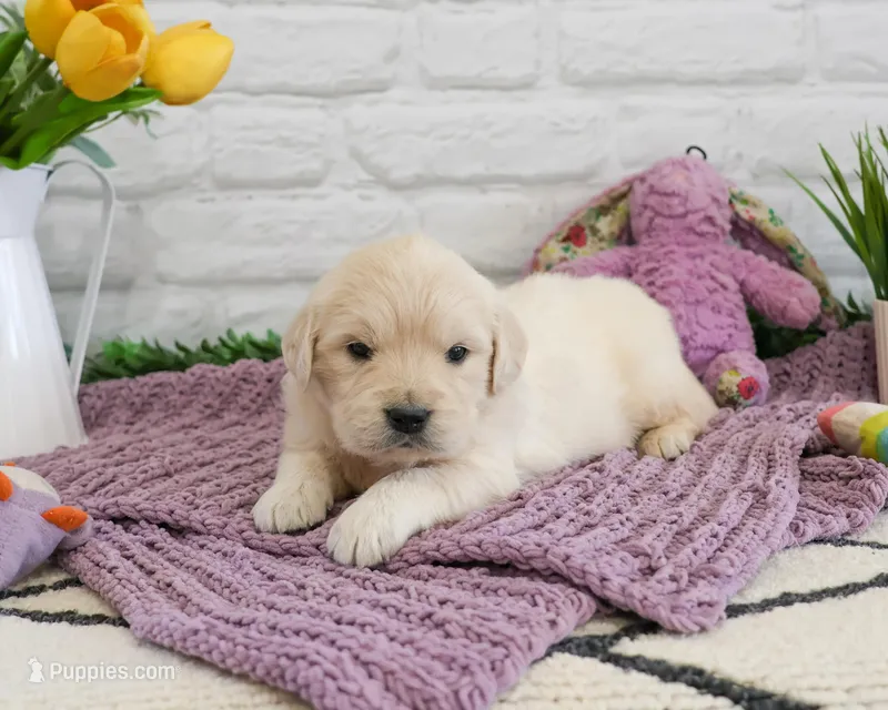 AKC Virginia , a female Golden Retriever for sale in Syracuse, IN – Photo 1 of 6