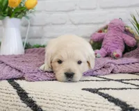 AKC Virginia , a female Golden Retriever for sale in Syracuse, IN – Photo 4 of 6