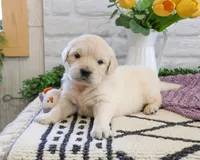 AKC Virginia , a female Golden Retriever for sale in Syracuse, IN – Photo 2 of 6