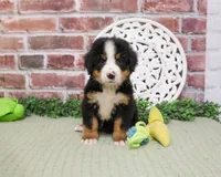 AKC Patriot, a male Bernese Mountain Dog for sale in Syracuse, IN – 2 of 5