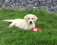 AKC Ranger, a male Labrador Retriever for sale in Syracuse, IN – 5 of 5