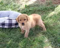 AKC Cooper, a male Labrador Retriever for sale in Syracuse, IN – 7 of 9