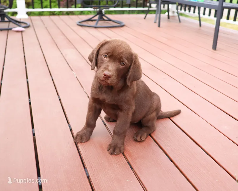 AKC Skye – Labrador Retriever puppy for sale in Syracuse, IN
