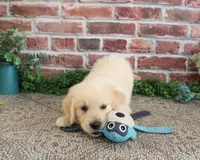 AKC Gilbert, a male Golden Retriever for sale in Syracuse, IN – 2 of 9