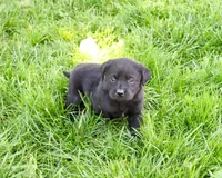 AKC Iridessa , a female Labrador Retriever for sale in Syracuse, IN – 5 of 5