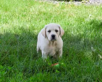 AKC Vidia, a female Labrador Retriever for sale in Syracuse, IN – 6 of 8