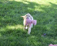 AKC Gwenn, a female Golden Retriever for sale in Syracuse, IN – 4 of 8