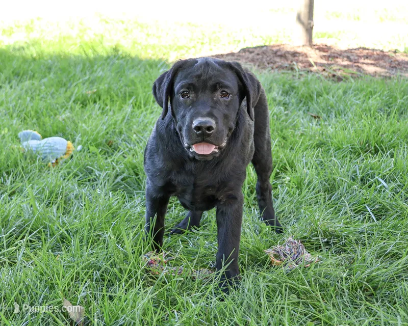 AKC Shawn – Labrador Retriever puppy for sale in Syracuse, IN