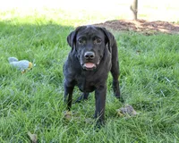 AKC Shawn, a male Labrador Retriever for sale in Syracuse, IN – 1 of 10