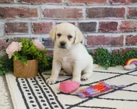 AKC Whitney, a female Labrador Retriever for sale in Syracuse, IN – 4 of 8