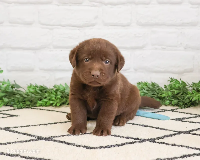 AKC Scar – Labrador Retriever puppy for sale in Syracuse, IN