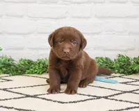 AKC Scar, a male Labrador Retriever for sale in Syracuse, IN – 1 of 6