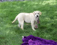 AKC Silvermist , a female Labrador Retriever for sale in Syracuse, IN – 3 of 10
