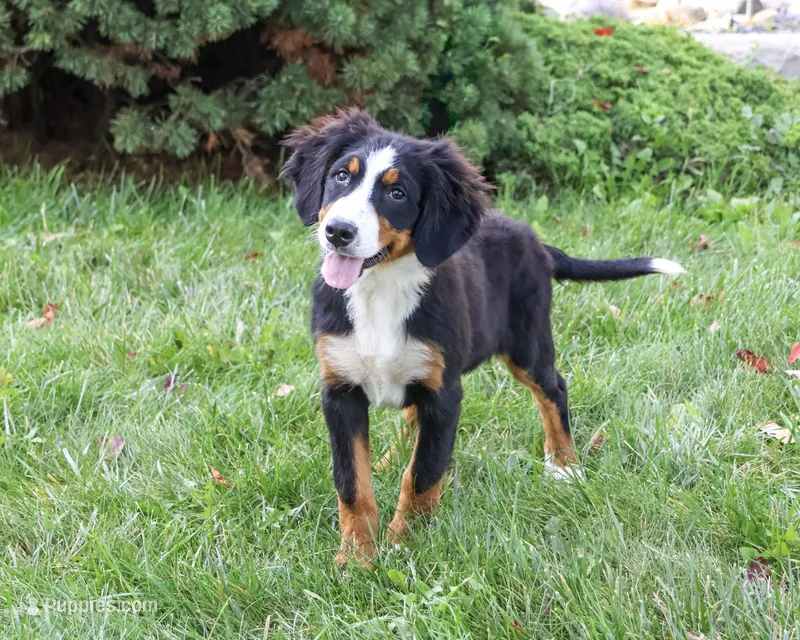 AKC Liberty – Bernese Mountain Dog puppy for sale in Syracuse, IN