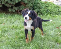AKC Liberty, a female Bernese Mountain Dog for sale in Syracuse, IN – 1 of 10