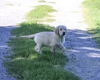 AKC Gwenn, a female Golden Retriever for sale in Syracuse, IN – 3 of 8