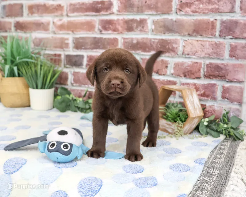 AKC Fudge  – Labrador Retriever puppy for sale in Syracuse, IN
