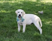 AKC Percival , a male Labrador Retriever for sale in Syracuse, IN – 3 of 10