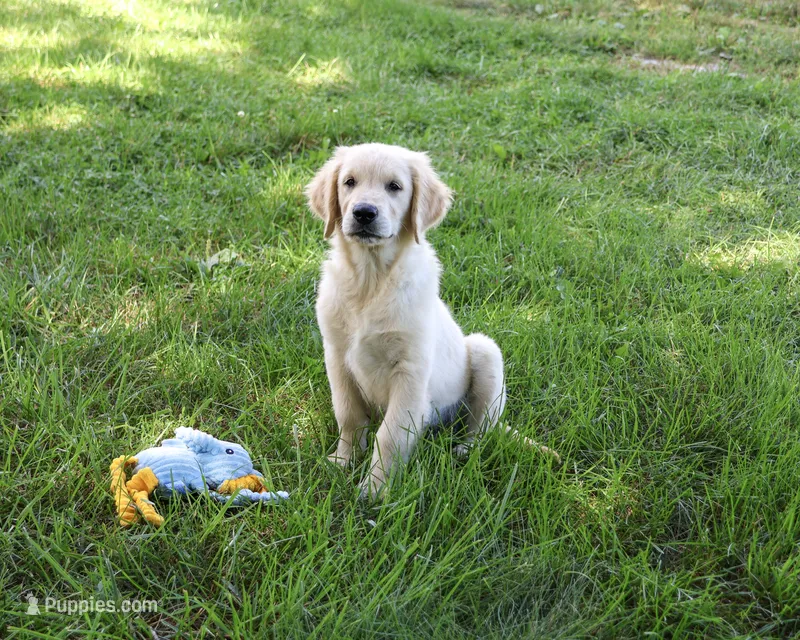 AKC Gilbert – Golden Retriever puppy for sale in Syracuse, IN