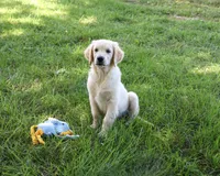 AKC Gilbert, a male Golden Retriever for sale in Syracuse, IN – 6 of 10