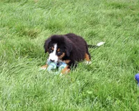 AKC Honor, a male Bernese Mountain Dog for sale in Syracuse, IN – 6 of 10