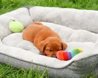 AKC Reign , a female Labrador Retriever for sale in Syracuse, IN – 1 of 7