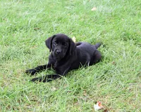 AKC Eloise, a female Labrador Retriever for sale in Syracuse, IN – 6 of 6