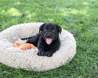 AKC Mowgli, a male Labrador Retriever for sale in Syracuse, IN – 3 of 5