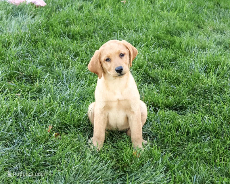 AKC Cassidy – Labrador Retriever puppy for sale in Syracuse, IN