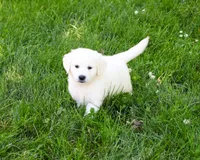 AKC Birch, a male English Cream Golden Retriever for sale in Syracuse, IN – 4 of 7