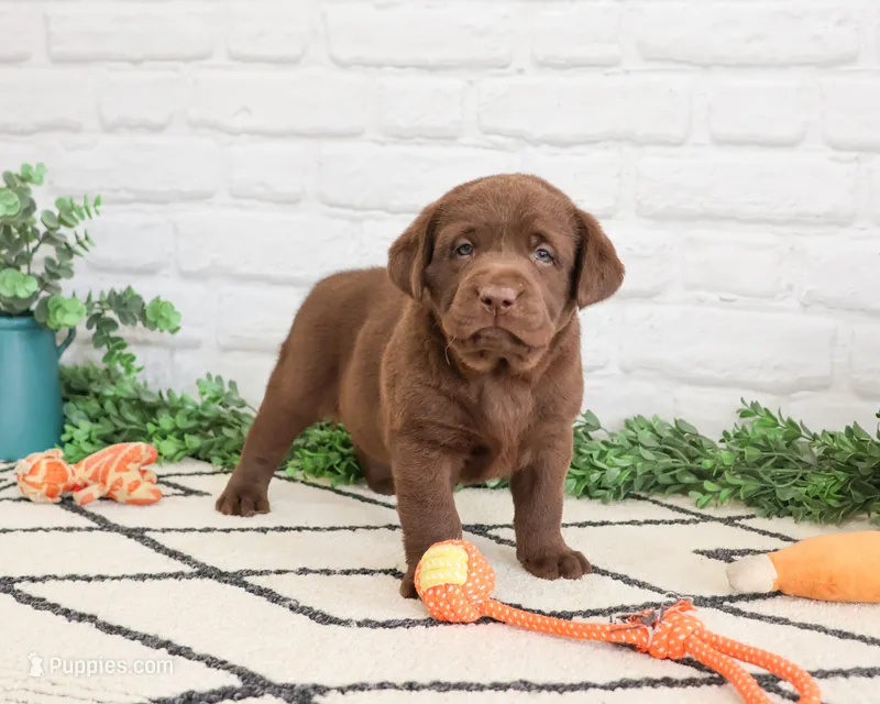 AKC Pumbaa – Labrador Retriever puppy for sale in Syracuse, IN