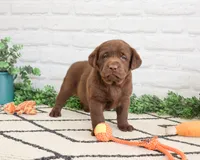 AKC Pumbaa, a male Labrador Retriever for sale in Syracuse, IN – 1 of 7