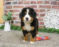 AKC Star, a female Bernese Mountain Dog for sale in Syracuse, IN – 4 of 8
