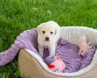 AKC Tinkerbell , a female Labrador Retriever for sale in Syracuse, IN – 3 of 6