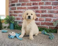 AKC Gilbert, a male Golden Retriever for sale in Syracuse, IN – 4 of 9