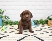 AKC Timon , a male Labrador Retriever for sale in Syracuse, IN – 2 of 8