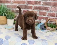 AKC Fudge , a male Labrador Retriever for sale in Syracuse, IN – 3 of 6