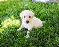 AKC Philbert , a male Labrador Retriever for sale in Syracuse, IN – 3 of 6