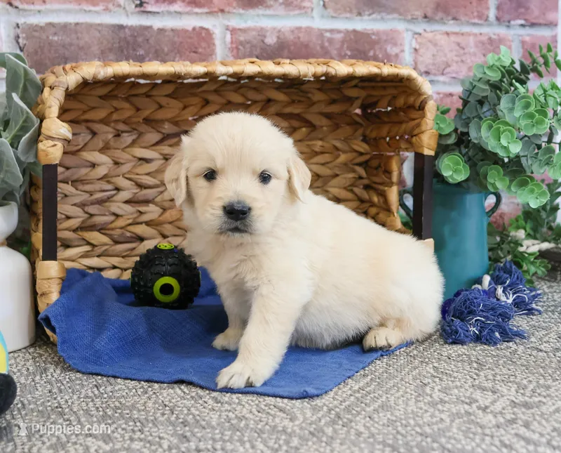 AKC Gilbert – Golden Retriever puppy for sale in Syracuse, IN