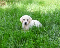 AKC Tinkerbell , a female Labrador Retriever for sale in Syracuse, IN – 2 of 10