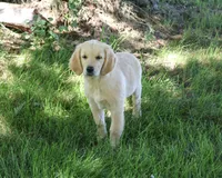 AKC Giana, a female Golden Retriever for sale in Syracuse, IN – 3 of 10