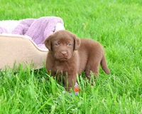 AKC Coco, a female Labrador Retriever for sale in Syracuse, IN – 3 of 8